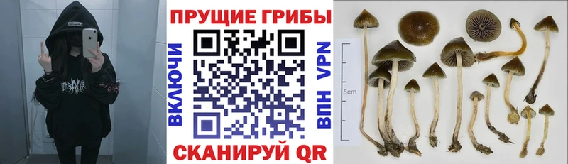 Псилоцибиновые грибы Cubensis  Великие Луки 